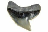 Fossil Tiger Shark (Galeocerdo) Tooth - Bone Valley, Florida #299494-1